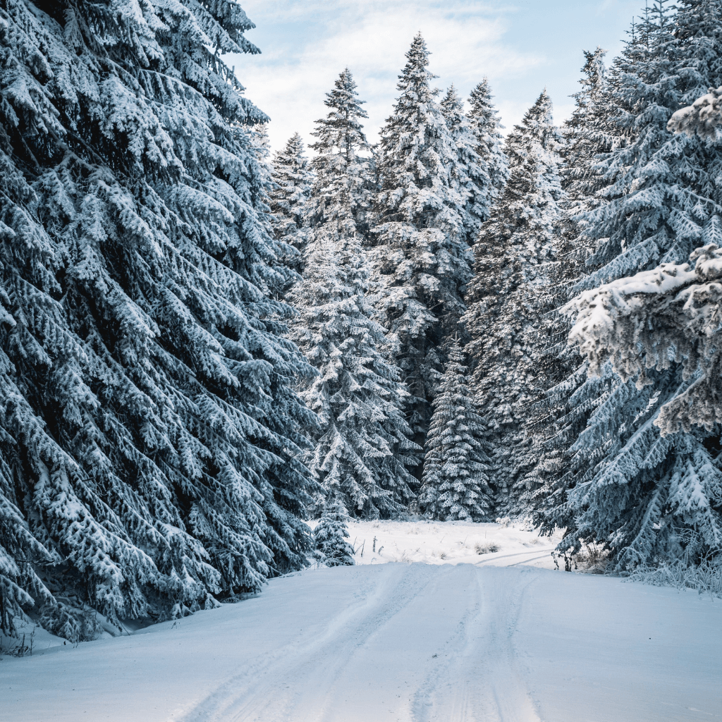 WINTER FOREST
