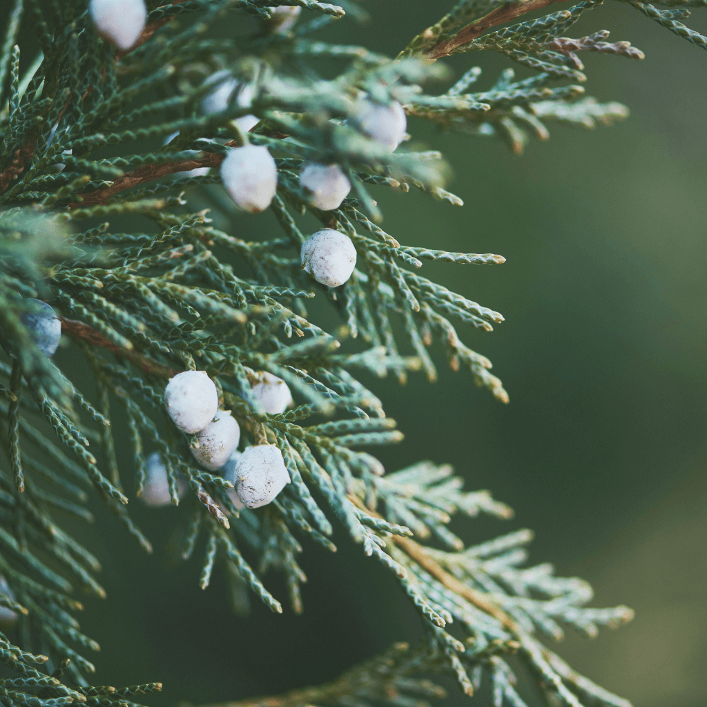 NEW! WINTER candle