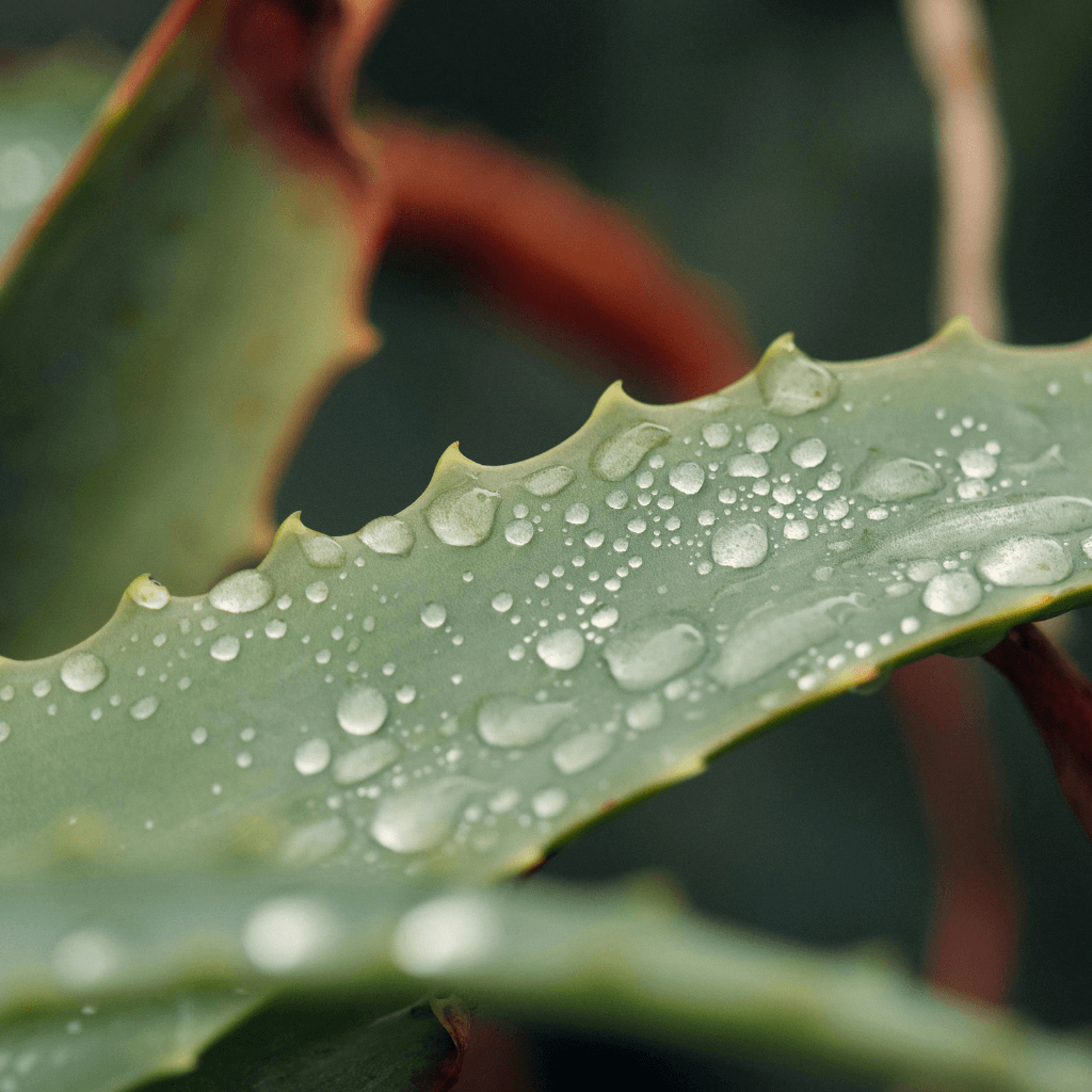 THE SLOW MOMENTS - clean spa