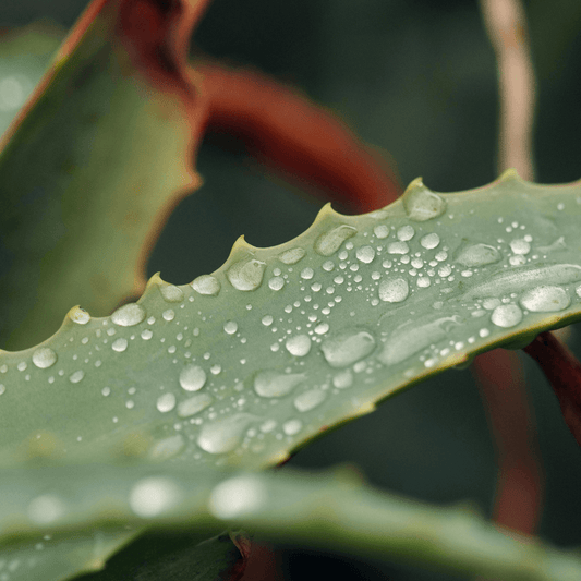 THE SLOW MOMENTS - clean spa